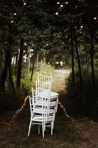 Empty chairs and trees in forest