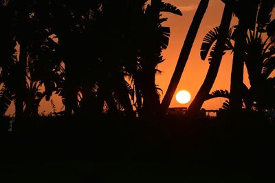 Silhouette palm trees at sunset