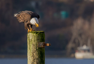 Close-up of eagle perching on wooden post