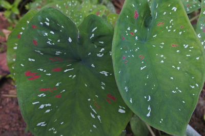 Close-up of wet plant leaves