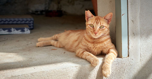 Portrait of cat lying down