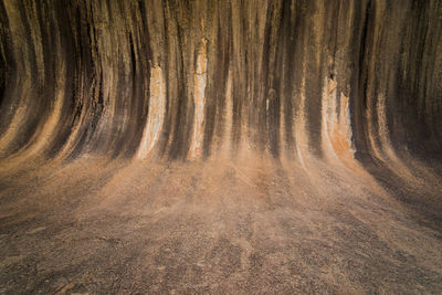 View of trees in forest