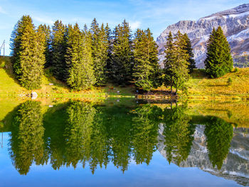 Scenic view of lake in forest