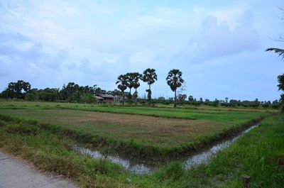Scenic view of field against sky