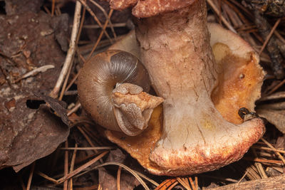 bolete