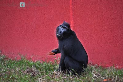 Monkey sitting on grass