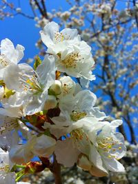 Low angle view of cherry blossoms