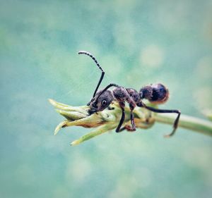 Close-up of insect on flower