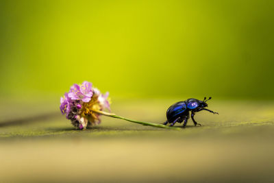 Close-up of insect on purple flower