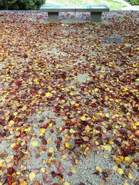 High angle view of dry leaves on field