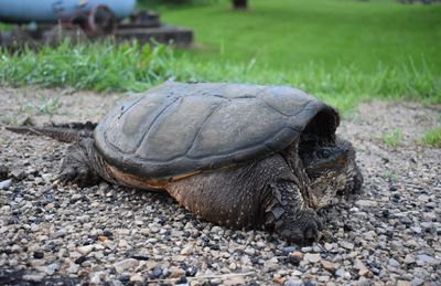 Close-up of a turtle on ground