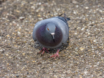 Close-up of bird perching on ground