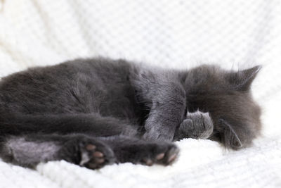 A cute gray maine coon kitten sleeps on a beige blanket, curled up in a ball. adorable pets.