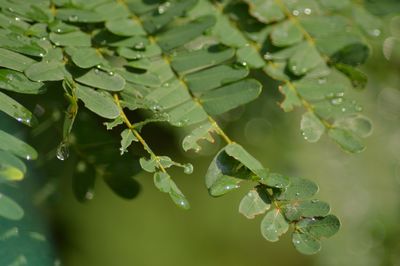 Close-up of wet plant