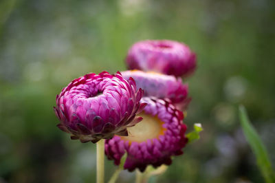 Close-up of pink flowering plant