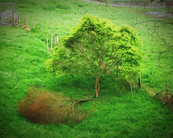 Scenic view of grassy field