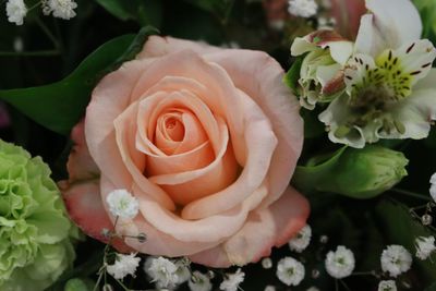 Close-up of rose bouquet