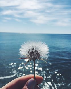 Close-up of cropped hand holding dandelion