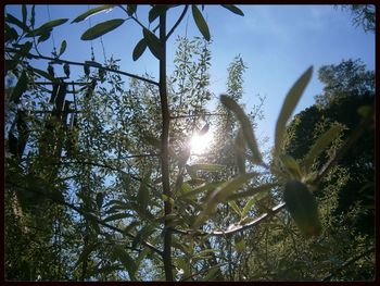 Low angle view of trees against sky