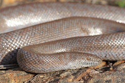 Close-up of a lizard