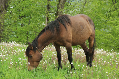 Horse grazing in a field