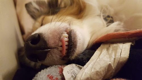 Close-up of cat sleeping