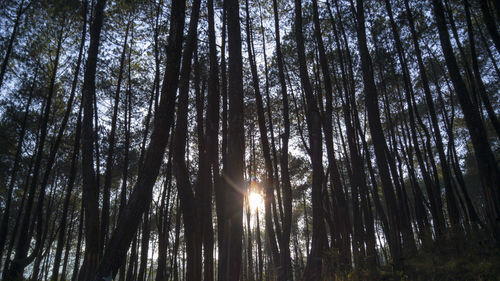 Low angle view of trees
