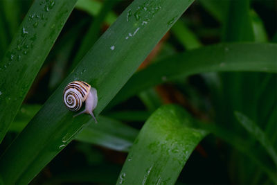 Close-up of snail on leaf