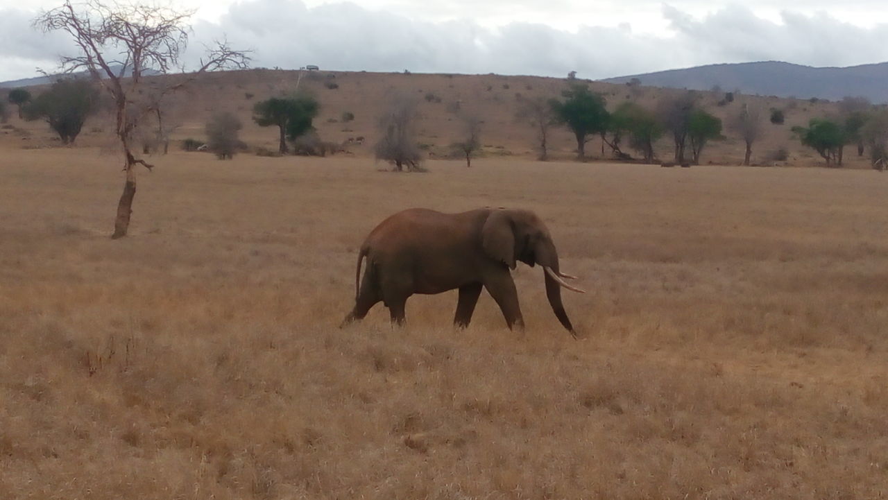 Africanelephant lovelyKenya