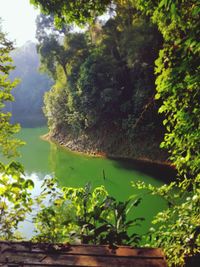 Scenic view of lake amidst trees in forest