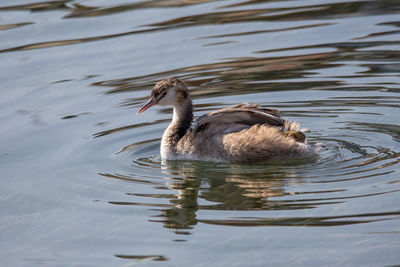 Young grebe swims in the waters of a lake under the warm morning light, image of european bird