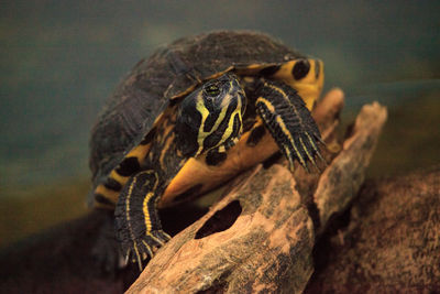 Close-up of lizard on rock