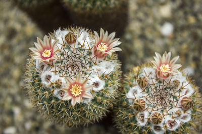 Close-up of white flowering plants