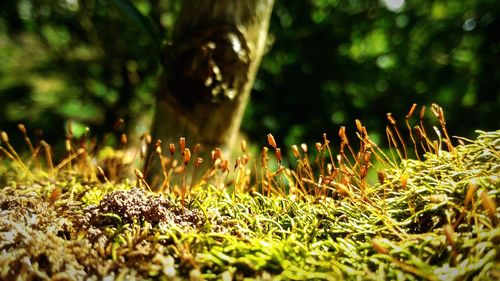 Close-up of plants growing outdoors