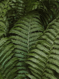 Full frame shot of fern leaves