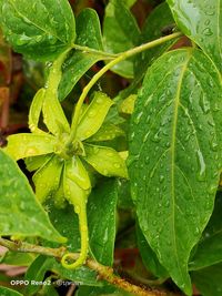 Close-up of wet plant leaves during rainy season