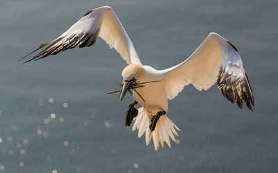 White heron flying over lake