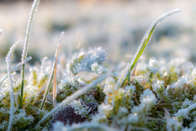 Frosty blurry background / texture on an icy meadow