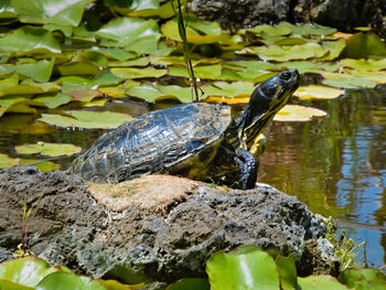 Close-up of lizard on rock in lake