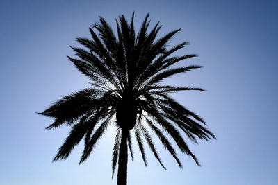 Low angle view of palm tree against clear sky