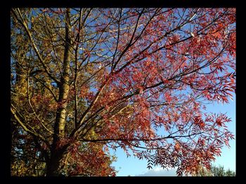 Low angle view of trees