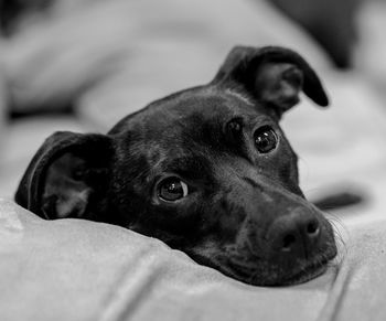 Close-up of dog relaxing on bed