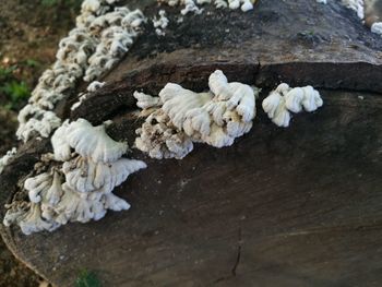 High angle view of white mushrooms growing on tree trunk