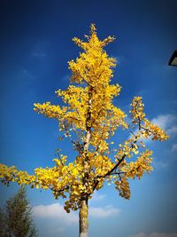 Low angle view of tree