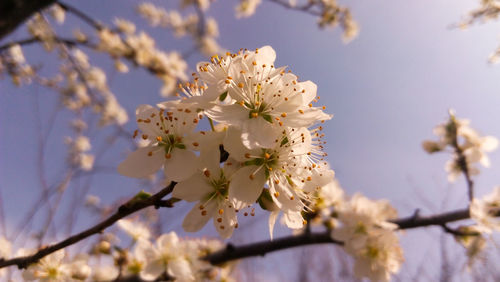 Low angle view of apple blossoms in spring