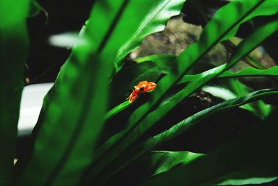 Close-up of ladybug on plant