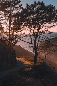 Silhouette trees in forest against sky