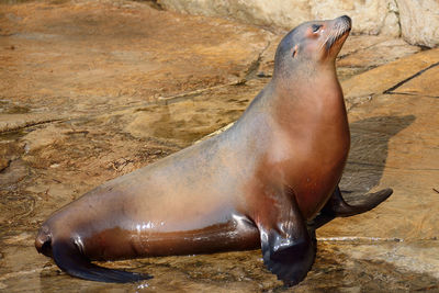 High angle view of wet sea lion on shore
