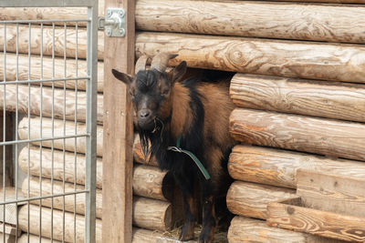 Feldkirch, austria, february 17, 2024 funny goat in a wild life park