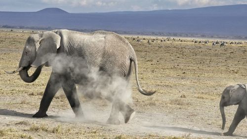 Elephant on field against sky